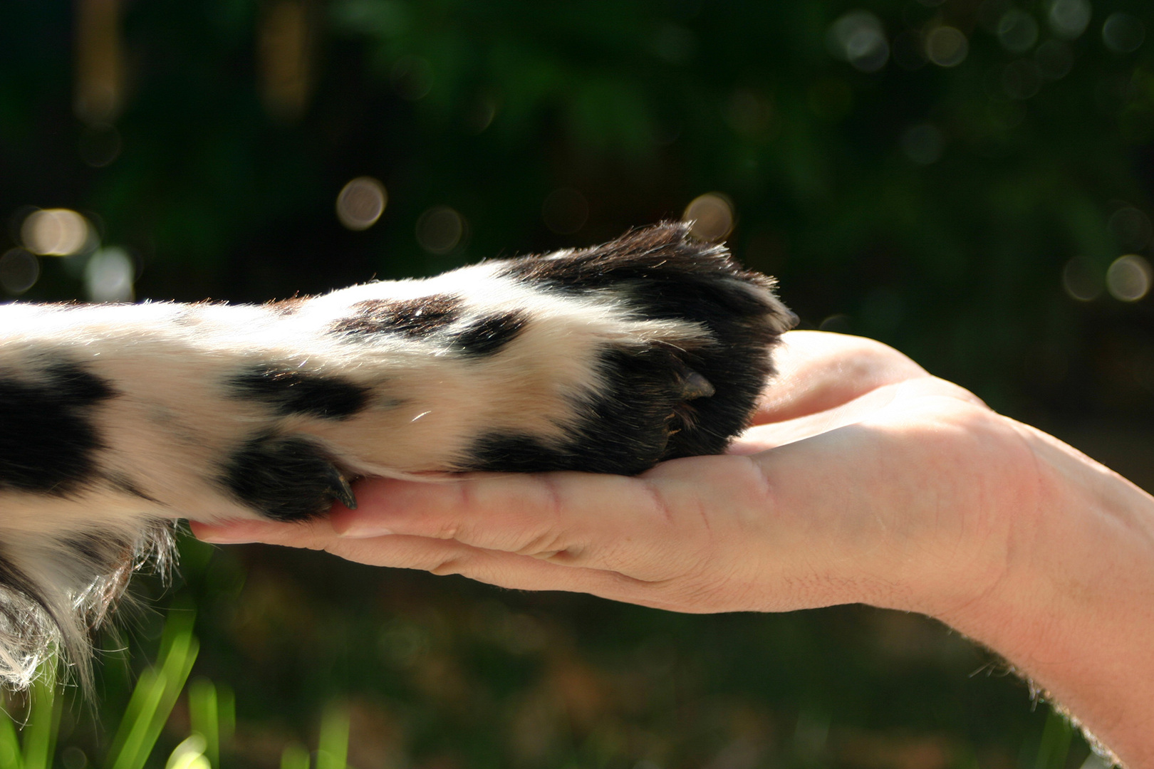 SEMANA DE CONSCIENTIZAÇÃO À PROTEÇÃO DE ANIMAIS