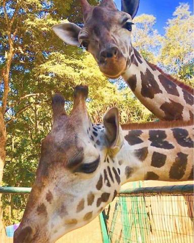 2019.06.11_zooparque