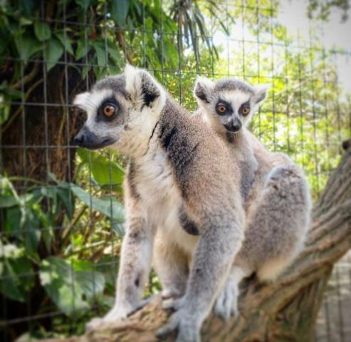 2019.08.05_zooparque_1