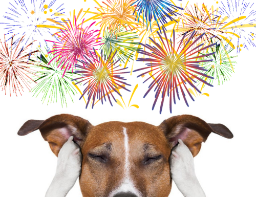 Projeto de Lei que proíbe a soltura de fogos de artifício em eventos realizados com a participação de animais, e/ou em áreas próximas a locais onde se abrigam animais